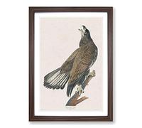 White-Headed Eagle by John James Audubon Framed Print | A2 Walnut Framed Wall Art | Ready to Hang | Modern Animal Picture | Living Room Bedroom Lounge Office