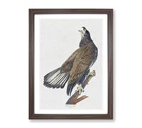White Headed Eagle By John James Audubon Vintage Framed Wall Art Print, Ready to Hang Picture for Living Room Bedroom Home Office Décor, Walnut A3 (34 x 46 cm)