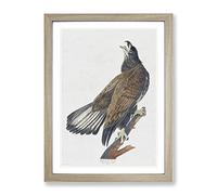 White Headed Eagle By John James Audubon Vintage Framed Wall Art Print, Ready to Hang Picture for Living Room Bedroom Home Office Décor, Oak A4 (34 x 25 cm)