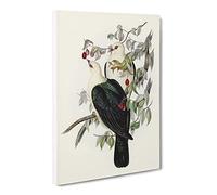 White Headed Fruit Pigeon Birds By Elizabeth Gould Canvas Print | Gallery Wrapped 30mm Frame Wall Art | 24x16 inches | Ready to Hang | Retro Still Life Picture | Living Room Bedroom Lounge Office