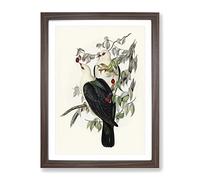 White Headed Fruit Pigeon Birds By Elizabeth Gould Vintage Framed Wall Art Print, Ready to Hang Picture for Living Room Bedroom Home Office Décor, Walnut A2 (64 x 46 cm)