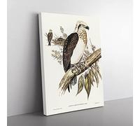 White Headed Osprey Birds By Elizabeth Gould Vintage Canvas Wall Art Print Ready to Hang, Framed Picture for Living Room Bedroom Home Office Décor, 76x50 cm (30x20 Inch)