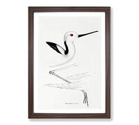 White-Headed Stilt Bird by John Gould Framed Print | A2 Walnut Framed Wall Art | Ready to Hang | Modern Nature Picture | Living Room Bedroom Lounge Office