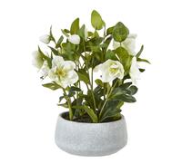White Hellebore Plant In Grey Pot