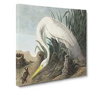 White Heron by John James Audubon Canvas Print | Gallery Wrapped 30mm Frame Wall Art | 14x14 inches | Ready to Hang | Modern Picture | Living Room Bedroom Lounge Office