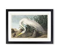 White Heron by John James Audubon Framed Print | A2 Black Framed Wall Art | Ready to Hang | Modern Animal Picture | Living Room Bedroom Lounge Office