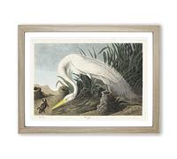 White Heron By John James Audubon Vintage Framed Print | A3 Oak Framed Wall Art | Ready to Hang | Classic Animal Picture | Living Room Bedroom Lounge Office