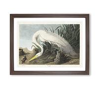White Heron By John James Audubon Vintage Framed Print | A4 Walnut Framed Wall Art | Ready to Hang | Classic Animal Picture | Living Room Bedroom Lounge Office