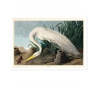 White Heron Poster John James Audubon Vintage Bird Illustration Antique Print Ornithology Art, Archival Matte, A2 (Print Only) - 59.4x42cm