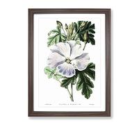 White Hibiscus Flower Vintage Framed Print | A4 Walnut Framed Wall Art | Ready to Hang | Classic Floral Picture | Living Room Bedroom Lounge Office