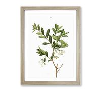White Honeysuckle Flowers By Pierre Joseph Redoute Vintage Framed Wall Art Print, Ready to Hang Picture for Living Room Bedroom Home Office Décor, Oak A4 (34 x 25 cm)