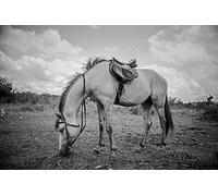 White Horses Pattern Puzzle,Adult Puzzle,Paper Puzzle,1000 Piece Puzzle for Adults26x38cm