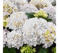 (White) Hydrangea Garden Shrub Collection | Deciduous Vibrant Potted Plants | 30 - 50Cm