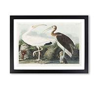White I ird & Lobster by John James Audubon Framed Print | A2 Black Framed Wall Art | Ready to Hang | Modern Animal Picture | Living Room Bedroom Lounge Office