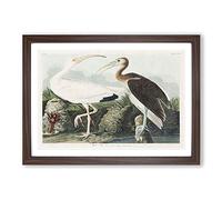 White I ird & Lobster by John James Audubon Framed Print | A2 Walnut Framed Wall Art | Ready to Hang | Modern Animal Picture | Living Room Bedroom Lounge Office