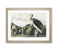 White I ird & Lobster By John James Audubon Vintage Framed Wall Art Print, Ready to Hang Picture for Living Room Bedroom Home Office Décor, Oak A2 (64 x 46 cm)