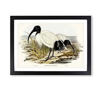 White I irds by Elizabeth Gould Framed Print | A2 Black Framed Wall Art | Ready to Hang | Modern Nature Picture | Living Room Bedroom Lounge Office