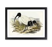 White I irds By Elizabeth Gould Vintage Framed Print | A3 Black Framed Wall Art | Ready to Hang | Classic Nature Picture | Living Room Bedroom Lounge Office