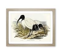 White I irds By Elizabeth Gould Vintage Framed Print | A3 Oak Framed Wall Art | Ready to Hang | Classic Nature Picture | Living Room Bedroom Lounge Office