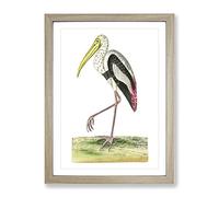 White Ibis By George Shaw Vintage Framed Wall Art Print, Ready to Hang Picture for Living Room Bedroom Home Office Décor, Oak A3 (34 x 46 cm)