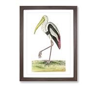 White Ibis By George Shaw Vintage Framed Wall Art Print, Ready to Hang Picture for Living Room Bedroom Home Office Décor, Walnut A3 (34 x 46 cm)