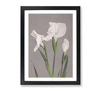 White Irises By Ogawa Kazumasa Asian Japanese Framed Print | A4 Black Framed Wall Art | Ready to Hang | Asian Nature Picture | Living Room Bedroom Lounge Office