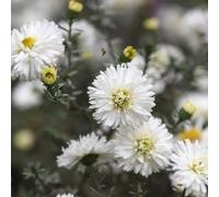 White Ladies Michaelmas Daisy Perennials Flowering Plants Novi-Belgii 2L Pot Plant Theory Green One Size