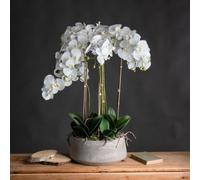White Large Orchid in Glass Pot