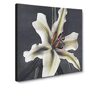 White Lily by Kazumasa Ogawa Canvas Print | Gallery Wrapped 30mm Frame Wall Art | 14x14 inches | Ready to Hang | Modern Floral Picture | Living Room Bedroom Lounge Office