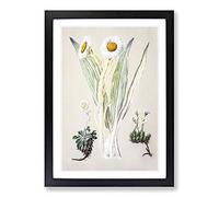 White Mountain Musk Flowers by Sarah Featon Framed Print | A2 Black Framed Wall Art | Ready to Hang | Modern Floral Picture | Living Room Bedroom Lounge Office