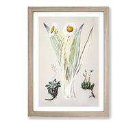 White Mountain Musk Flowers by Sarah Featon Framed Print | A2 Oak Framed Wall Art | Ready to Hang | Modern Floral Picture | Living Room Bedroom Lounge Office