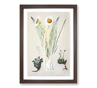 White Mountain Musk Flowers by Sarah Featon Framed Print | A2 Walnut Framed Wall Art | Ready to Hang | Modern Floral Picture | Living Room Bedroom Lounge Office