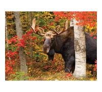 White Mountain Puzzles Autumn King - 500 Piece Jigsaw Puzzle