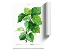 White Mulberry Tree Branch by Pierre-Joseph Redoute Design | Unframed Wall Art Print | Ready to Frame Poster | Modern Home Decor Picture | Artwork for Living Room or Office | A3 (29.7x42 cm)