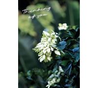 White Mussaenda Plant Thinking of You Greeting Card 125mm x 178mm Including Envelope GC1068