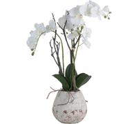 White Orchid In Stone Pot