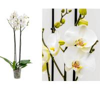 White Orchid Plant - Live Phalaenopsis, White Blooms In 12Cm Pot - 40-50Cm Height