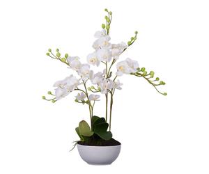 White Orchid Plant, Round Ceramic Pot