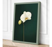 White Orchid Study Botanical Canvas Wall Art Print 30x20 Inch (76 x 51 cm)