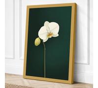 White Orchid Study Botanical Canvas Wall Art Print 30x20 Inch (76 x 51 cm)