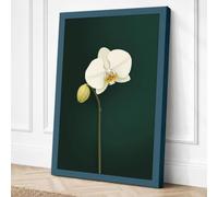 White Orchid Study Botanical Canvas Wall Art Print 30x20 Inch (76 x 51 cm)