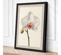 White Orchid Study Botanical Canvas Wall Art Print 30x20 Inch (76 x 51 cm)