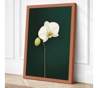 White Orchid Study Botanical Canvas Wall Art Print 30x20 Inch (76 x 51 cm)