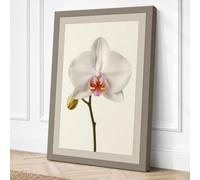 White Orchid Study Botanical Canvas Wall Art Print 30x20 Inch (76 x 51 cm)