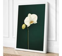 White Orchid Study Botanical Canvas Wall Art Print 30x20 Inch (76 x 51 cm)