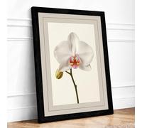 White Orchid Study Botanical Framed Wall Art Print A4 (29.7×21cm) Black, Wall Decor for Living Room, Bedroom, Office & Home, Ready to Hang, Art Gift