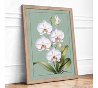 White Orchids in Bloom Botanical Framed Wall Art Print A1 Oak