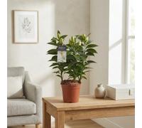 White Oriental Lily (Lilium) - 13Cm Pot