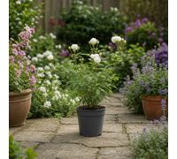 White Patio Rose 3L Nursery Pot Outdoor Garden Plant