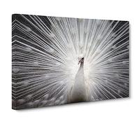 White Peacock Bird Vol.2 Canvas Print | Gallery Wrapped 30mm Frame Wall Art | 30x20 inches | Ready to Hang | Modern Animals Picture | Living Room Bedroom Lounge Office